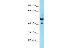 WB Suggested Anti-PLAUR Antibody Titration: 1. (PLAUR Antikörper  (N-Term))