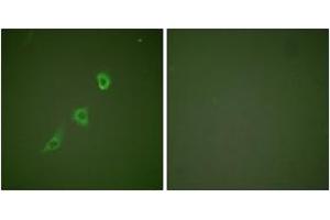 Immunofluorescence analysis of NIH-3T3 cells, using HSP10 Antibody. (HSPE1 Antikörper  (AA 51-100))