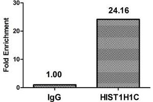Chromatin Immunoprecipitation Hela (4*10 6 ) were treated with Micrococcal Nuclease, sonicated, and immunoprecipitated with 5 μg anti-HIST1H1C (ABIN7139612) or a control normal rabbit IgG. (HIST1H1C Antikörper  (meLys96))