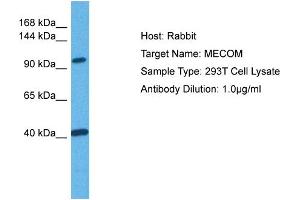 Host: Rabbit Target Name: MECOM Sample Tissue: Human 293T Whole Cell Antibody Dilution: 1ug/ml