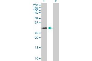 Western Blot analysis of HIST1H1A expression in transfected 293T cell line by HIST1H1A MaxPab polyclonal antibody. (Histone H1.1 Antikörper  (AA 1-215))