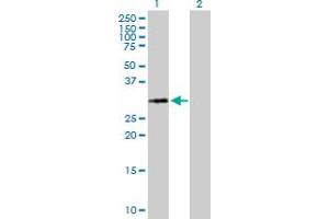 Western Blot analysis of HIST1H1A expression in transfected 293T cell line by HIST1H1A MaxPab polyclonal antibody.