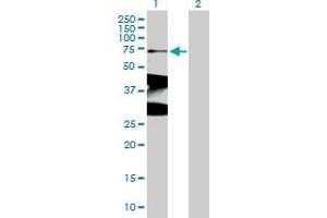 Western Blot analysis of XRCC1 expression in transfected 293T cell line by XRCC1 MaxPab polyclonal antibody. (XRCC1 Antikörper  (AA 1-633))