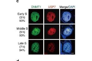 Critical residues for the interaction between DNMT1 and USP7. (DNMT1 Antikörper  (AA 1-270))