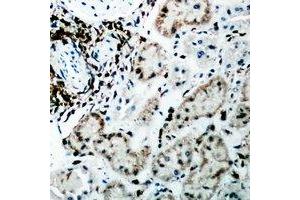 Immunohistochemical analysis of Fumarylacetoacetase staining in rat kidney formalin fixed paraffin embedded tissue section.