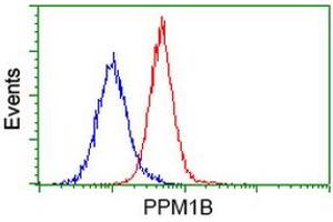 Image no. 1 for anti-Protein Phosphatase, Mg2+/Mn2+ Dependent, 1B (PPM1B) antibody (ABIN1500371) (PPM1B Antikörper)
