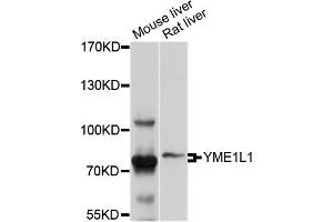 Western blot analysis of extracts of mouse liver and rat liver cell lines, using YME1L1 antibody.