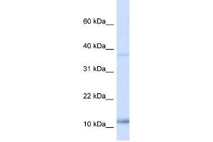 Western Blotting (WB) image for anti-Nescient Helix Loop Helix 1 (NHLH1) antibody (ABIN2460137) (NHLH1 Antikörper)