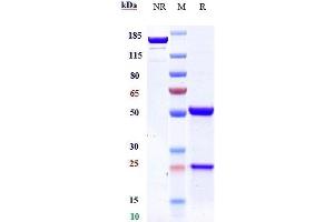 Anti-DLL3 Reference Antibody (rovalpituzumab) on SDS-PAGE under reducing (R) condition. (Rekombinanter DLL3 (Rovalpituzumab Biosimilar) Antikörper)