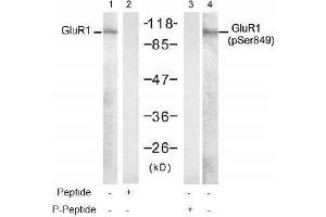 Image no. 1 for anti-Glutamate Receptor 1 (GLUR1) (pSer849) antibody (ABIN197022) (Glutamate Receptor 1 Antikörper  (pSer849))