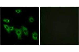 Immunofluorescence analysis of HuvEc cells, using OR8H3 Antibody. (OR8H3 Antikörper  (AA 262-311))