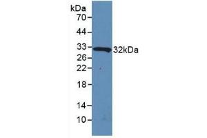 Detection of Recombinant IL4I1, Human using Polyclonal Antibody to Interleukin 4 Induced Protein 1 (IL4I1) (IL4I1 Antikörper  (AA 1-245))