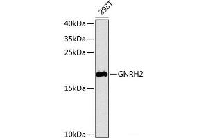 Western blot analysis of extracts of 293T cells using GNRH2 Polyclonal Antibody at dilution of 1:1000. (GnRH2 Antikörper)