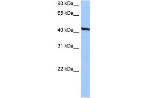TMEM118 antibody used at 0.