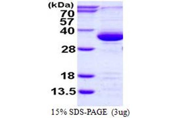 PSME3 Protein (PSME3) (AA 1-254) (His tag)