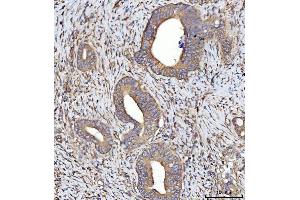 IHC analysis of SEPT7/SEPTIN7 using anti-SEPT7/SEPTIN7 antibody (ABIN7599301).