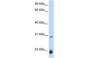 AC antibody used at 0.