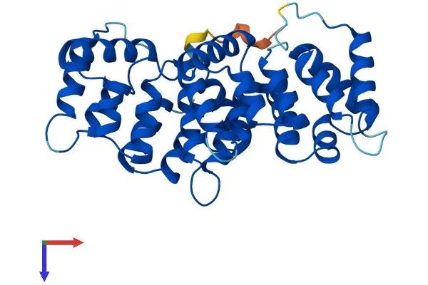 Annexin VIII Protein (AA 1-327) (His tag)