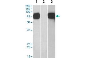 HEK293 lysate (10 ug protein in RIPA buffer) overexpressing human GOLM1 with C-terminal MYC tag probed with GOLM1 polyclonal antibody (1 ug/mL) in Lane 1 and probed with anti-MYC Tag (1/1000) in lane 3.