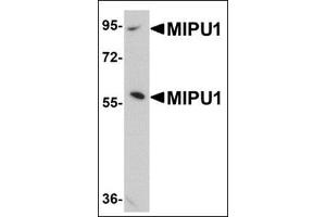 Western blot analysis of MIPU1 in human brain tissue lysate with this product at 1 μg/ml. (ZNF667 Antikörper  (N-Term))