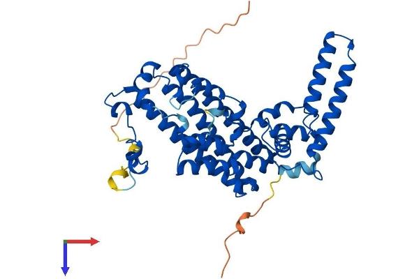 TDO2 Protein (AA 1-406) (His tag)