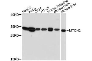Western blot analysis of extracts of various cell lines, using MTCH2 antibody. (MTCH2 Antikörper)