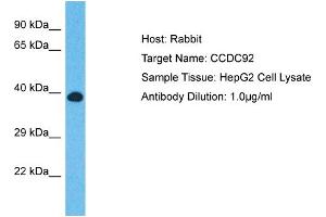 Host: Rabbit Target Name: CCDC92 Sample Type: HepG2 Whole cell lysates Antibody Dilution: 1. (CCDC92 Antikörper  (N-Term))