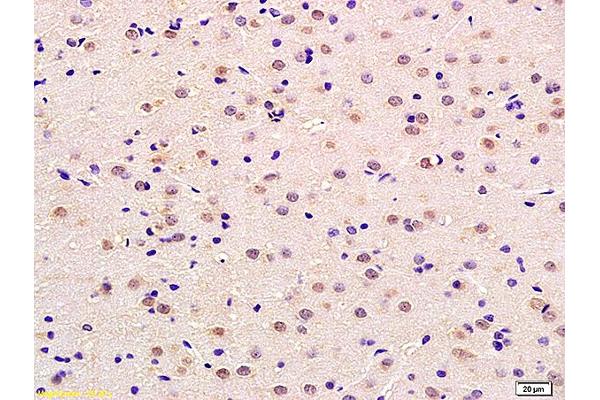 Neurotrophin 4 Antikörper  (AA 121-210)