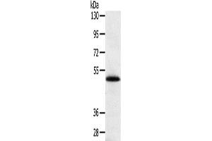Western Blotting (WB) image for anti-SPARC Related Modular Calcium Binding 2 (SMOC2) antibody (ABIN2433891)