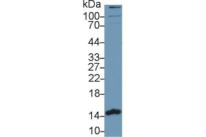 Western Blot; Sample: Human MCF7 cell lysate; Primary Ab: 1µg/ml Rabbit Anti-Human PHPT1 Antibody Second Ab: 0. (PHPT1 Antikörper  (AA 1-125))