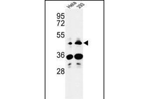 Western blot analysis of HS3ST2 Antibody (C-term) (ABIN653466 and ABIN2842892) in Hela, 293 cell line lysates (35 μg/lane). (HS3ST2 Antikörper  (C-Term))