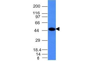 Western Blotting (WB) image for anti-Keratin 8 (KRT8) antibody (ABIN6939883)