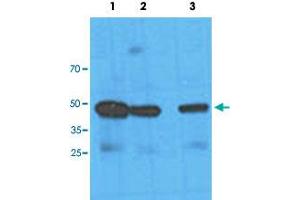 Western blot analysis of HeLa cell lysate with NANS monoclonal antibody, clone AT1G6  at Lane 1: 1:100 dilution, Lane 2: 1:1000 dilution and Lane 3: 1:3000 dilution followed by HRP-conjugated goat anti-mouse secondary antibody and visualized by ECL detection system.