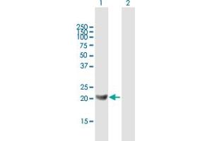 Western Blot analysis of GM2A expression in transfected 293T cell line by GM2A MaxPab polyclonal antibody. (GM2A Antikörper  (AA 1-193))