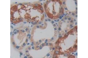 IHC-P analysis of Human Tissue, with DAB staining. (DNAJC12 Antikörper  (AA 1-183))
