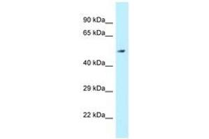 Image no. 1 for anti-Aldehyde Dehydrogenase 3 Family, Member B2 (ALDH3B2) (AA 39-88) antibody (ABIN6747901)