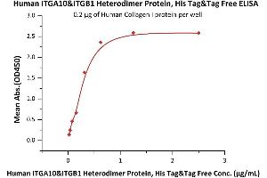 Immobilized Human Collagen I protein at 2 μg/mL (100 μL/well) can bind Human ITGA10&ITGB1 Heterodimer Protein, His Tag&Tag Free (ABIN6810031,ABIN6938847) with a linear range of 0.