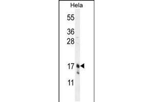 Western blot analysis in Hela cell line lysates (35ug/lane). (Claudin 7 Antikörper  (C-Term))