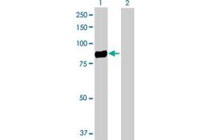 Western Blot analysis of CD248 expression in transfected 293T cell line by CD248 MaxPab polyclonal antibody. (CD248 Antikörper  (AA 1-757))