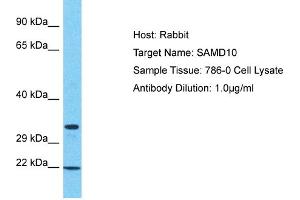 Host: Rabbit Target Name: SAMD10 Sample Tissue: Human 786-0 Whole Cell Antibody Dilution: 1ug/ml (SAMD10 Antikörper  (N-Term))