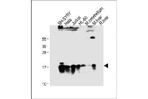 All lanes : Anti-SUMO2/3 Antibody (C-term) at 1:2000 dilution Lane 1: SH-SY5Y whole cell lysate Lane 2: Hela whole cell lysate Lane 3: Jurkat whole cell lysate Lane 4: HL-60 whole cell lysate Lane 5: Mouse cerebellum tissue lysate Lane 6: Mouse liver tissue lysate Lane 7: Rat liver tissue lysate Lysates/proteins at 20 μg per lane. (SUMO2/3 Antikörper  (C-Term))