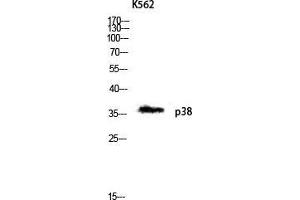 Western Blot (WB) analysis of K562 lysis using p38 antibody. (MAPK14 Antikörper  (Ser272))