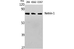 Western Blot analysis of various cells using Netrin-1 Polyclonal Antibody diluted at 1:1000.