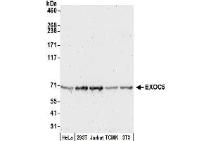 Western Blotting (WB) image for anti-Exocyst Complex Component 5 (EXOC5) (AA 658-708) antibody (ABIN7450227)