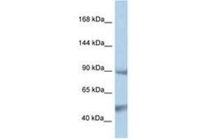Image no. 1 for anti-Protein tyrosine Phosphatase, Non-Receptor Type 3 (PTPN3) (AA 106-155) antibody (ABIN6747346) (PTPN3 Antikörper  (AA 106-155))