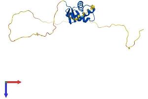 Histone H1 Protein (AA 1-194) (His tag)