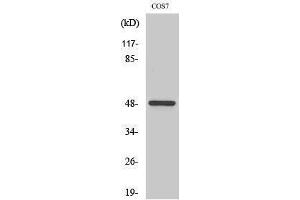 Western Blotting (WB) image for anti-Casein Kinase 1, gamma 1 (CSNK1G1) (N-Term) antibody (ABIN3183659)
