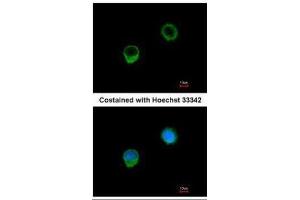 Immunofluorescence (IF) image for anti-BCL2-Like 1 (BCL2L1) antibody (ABIN2856151)