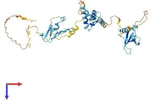 CD2BP2 Protein (AA 1-341) (His tag)