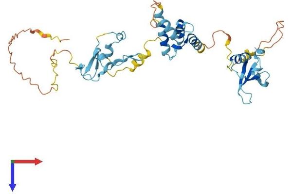 CD2BP2 Protein (AA 1-341) (His tag)